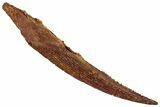 Fossil Shark (Hybodus) Dorsal Spine - Kem Kem Beds, Morocco #277674-1